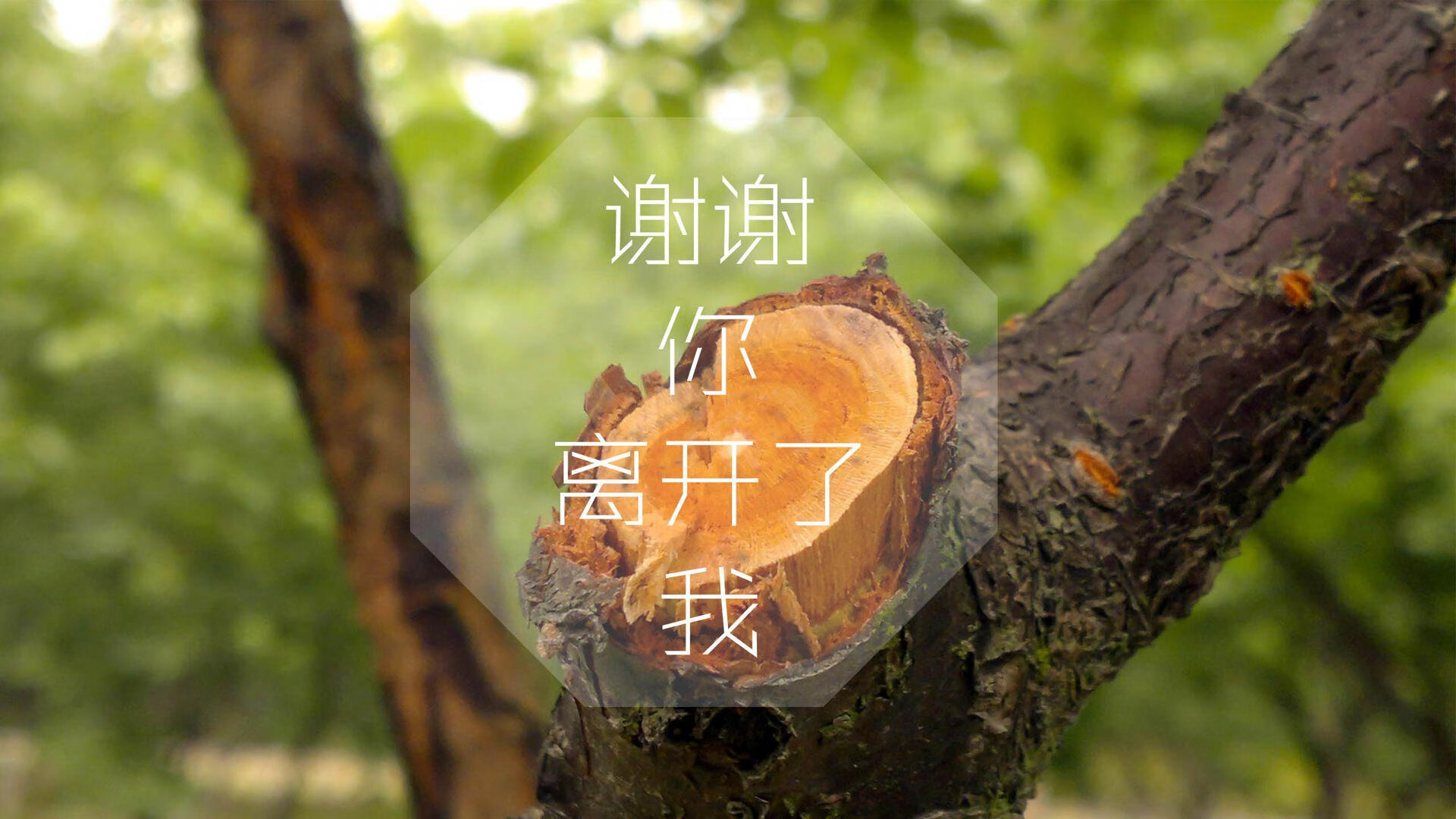 绿茵场上的石油风暴，沙特逆转瑞士，赖斯制胜表现改写足球叙事